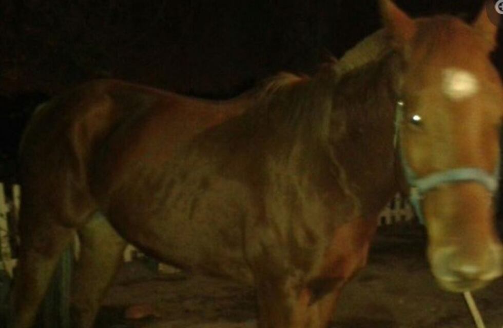 Se robó de un caballo de $150 mil y quedó preso