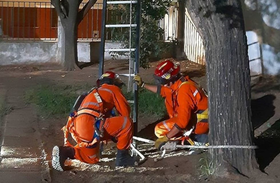 Un clásico: bomberos de Arroyito bajaron a un gatito de un árbol