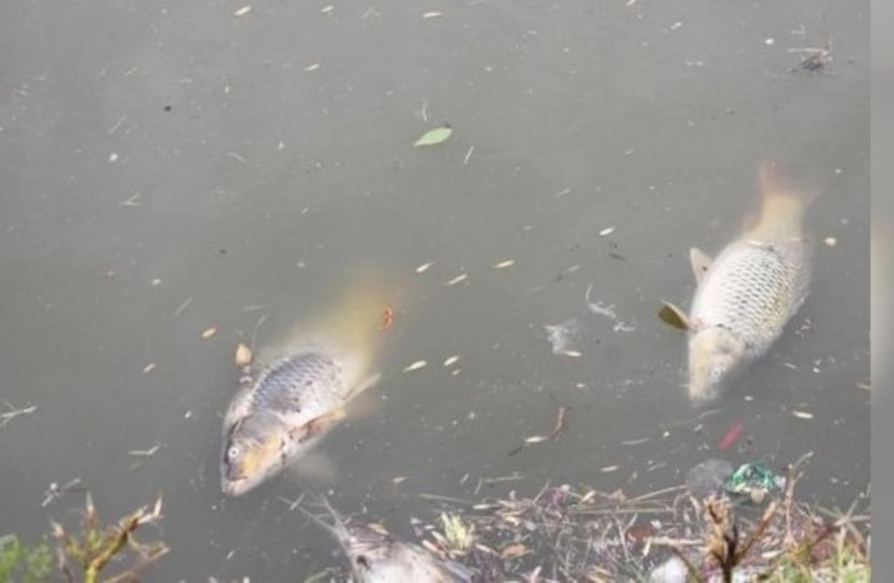 Sorpresa en la Laguna de Devoto: Aparecieron varios peces muertos