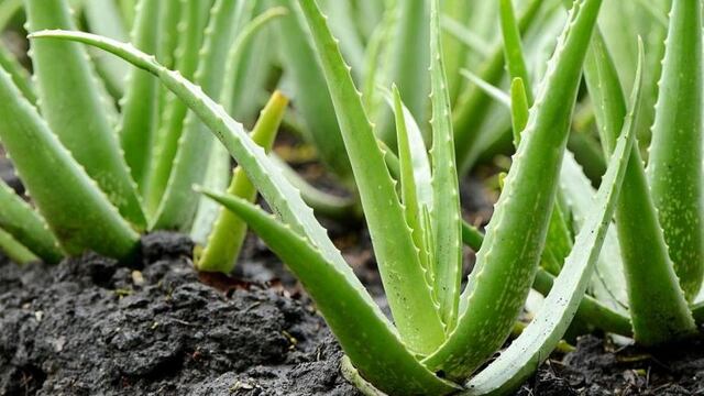 Aloe Vera