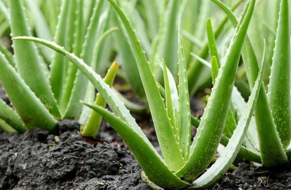 Alumnos salteños crearon una pintura ecológica a base de aloe vera