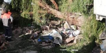 Mujer murió aplastada por un árbol en el campo papa por el zonda