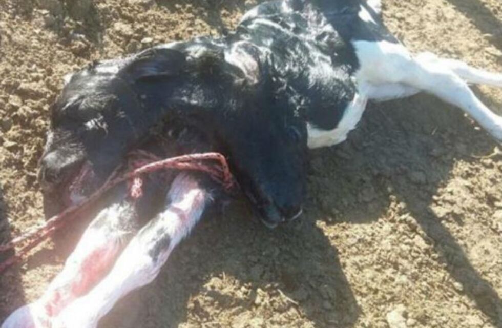 Apareció un ternero de dos cabezas en Pozo del Molle