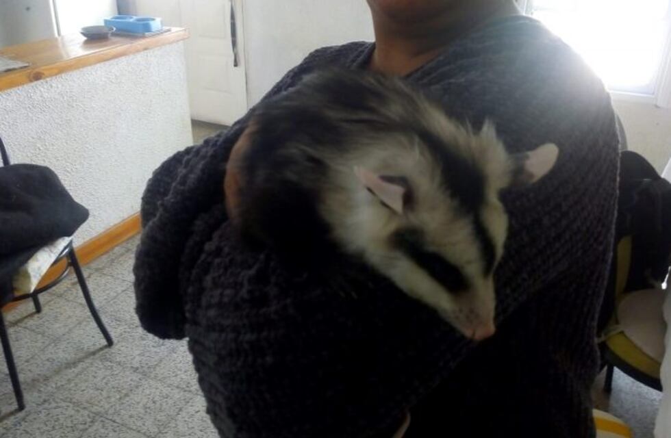 Insólito: un platense con un trabajo inusual, rescata zarigüeyas "sin hogar"