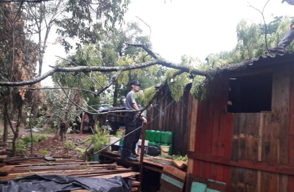 Panambí: a causa del temporal, un árbol cayó sobre una casa