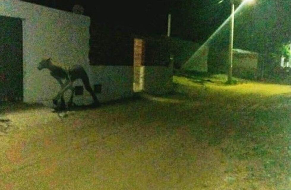 Se hizo viral la foto de una extraña criatura que tiene en vilo a una localidad santafesina