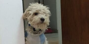 Max, el nuevo avión de Flybondi\u002E