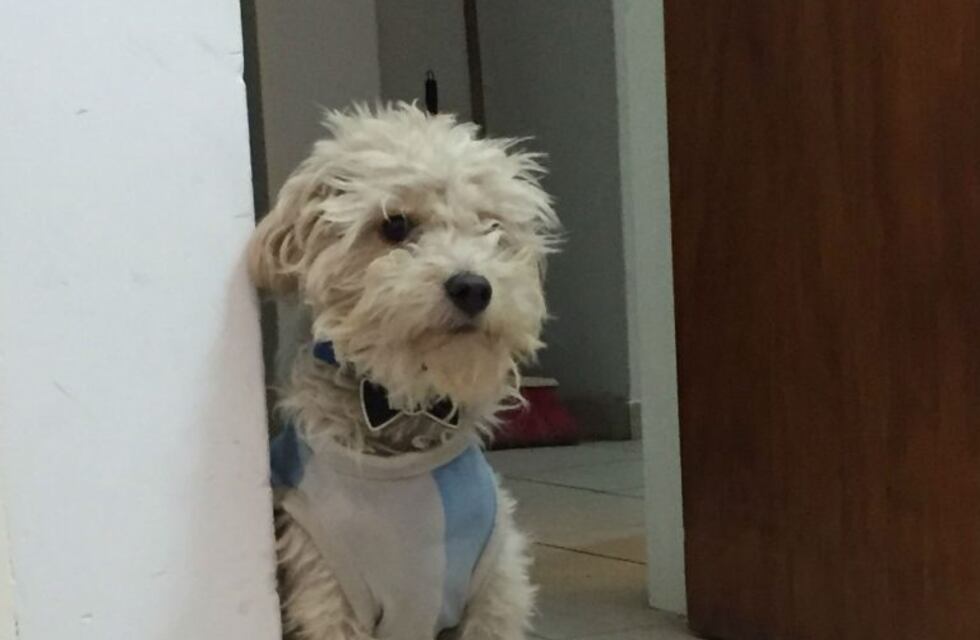 La historia de Max, el perrito que da nombre al quinto avión de Flybondi