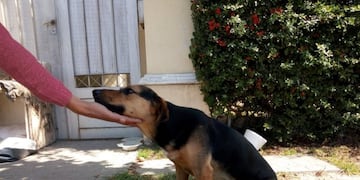 perrita abandonada Luján de Cuyo