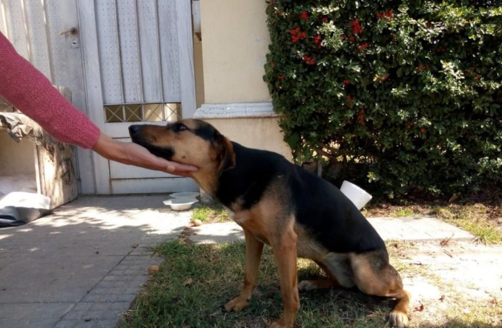 En Mendoza se mudaron y abandonaron a su perrita