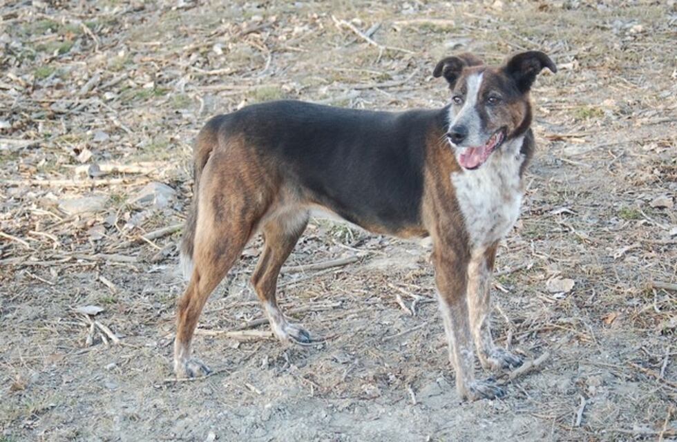 Aberrante: mató de cuatro tiros en la cabeza a un perro