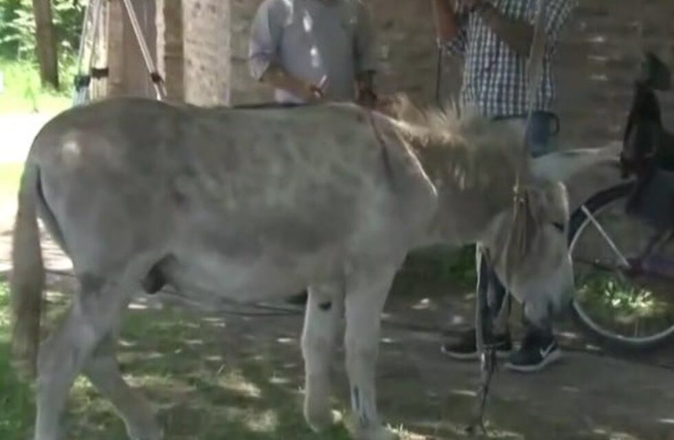 Encontraron a uno de los burros que se habían llevado de la planta de Cachamai