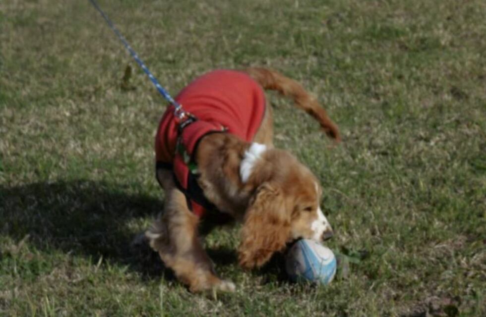 Punta Alta festeja el día del animal