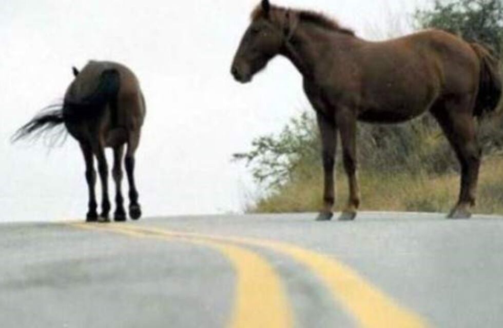 San Francisco: se vienen fuertes multas para los que dejen caballos sueltos