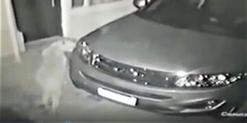 Puma en Casa de Piedra (AM 900)