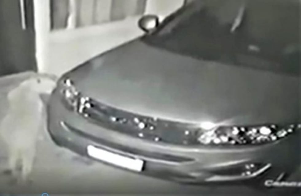 Un video muestra un puma intentando cazar 2 gatos en una vivienda