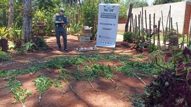 Puerto Iguazú: tras allanamiento, incautan plantas de marihuana en una vivienda.