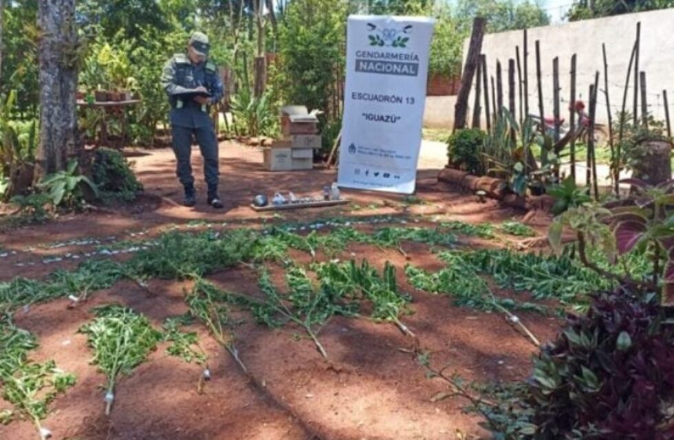 Puerto Iguazú: tras allanamiento, incautan plantas de marihuana en una vivienda
