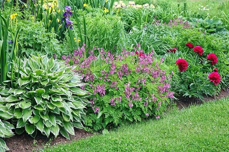 por qué poner arena en la tierra de las plantas
