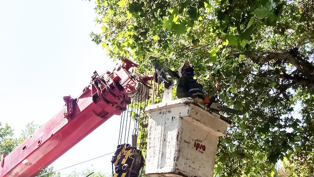 La dirección de Paseos Públicos realizará trabajos de poda y erradicación de forestales en la zona del Hospital Carlos Pereyra. Gentileza MCM