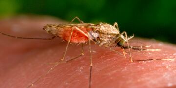 El truco definitivo para espantar a los mosquitos sin repelentes tóxicos
