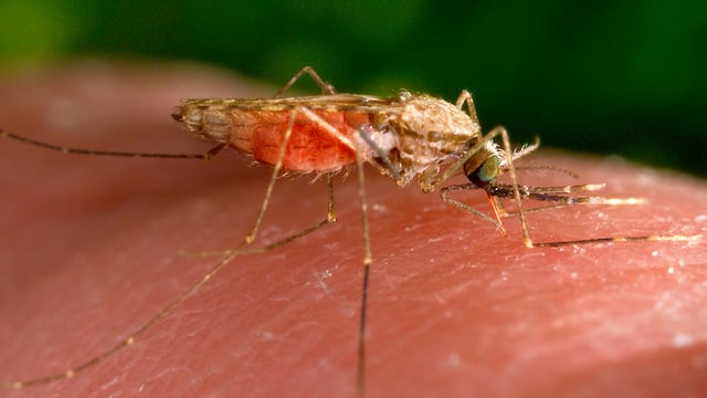 El truco definitivo para espantar a los mosquitos sin repelentes tóxicos