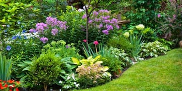 La planta que llena de color el jardín y es ideal para espacios de meditación, según los expertos