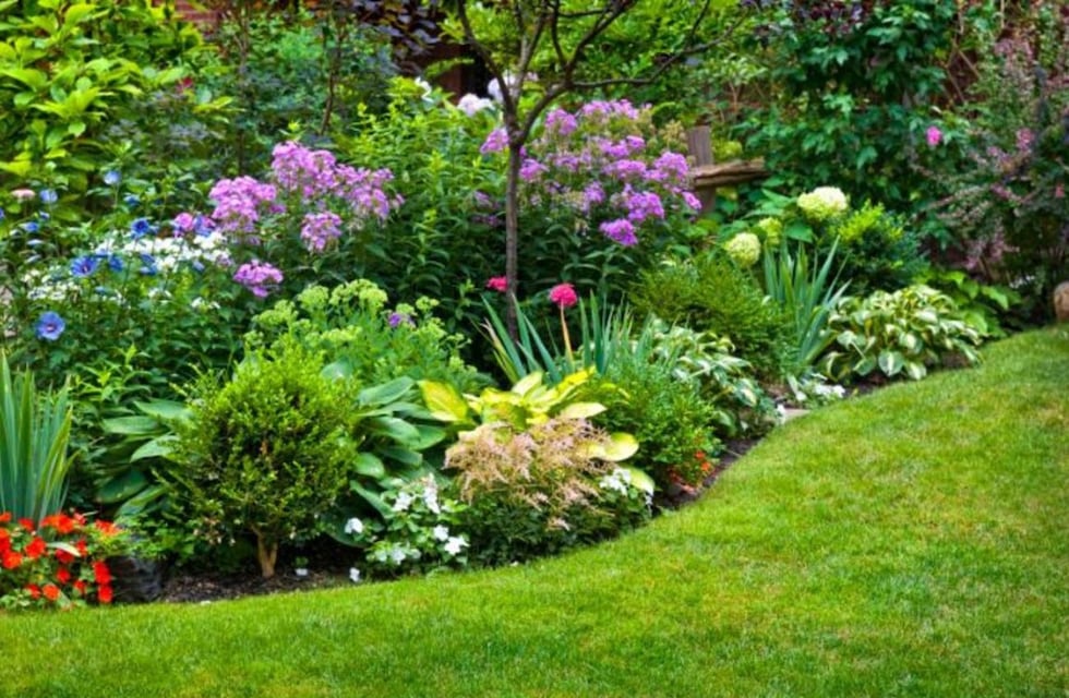 La planta que llena de color el jardín y es ideal para espacios de meditación, según los expertos