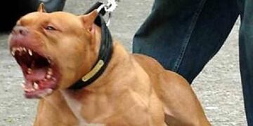 Le dieron el alta al santiagueño que fue atacado por dos pitbulls.