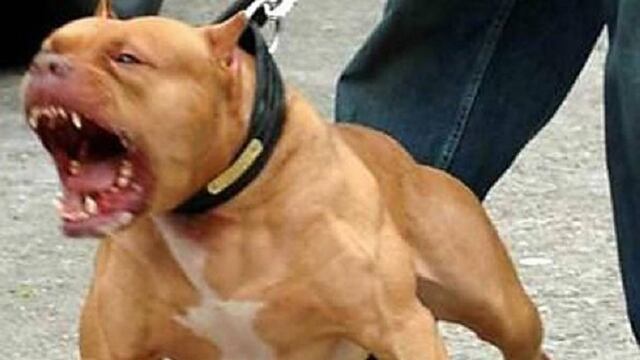 Una nena de 10 años fue asesinada por un pitbull en Corrientes: detuvieron al dueño del perro. Foto: Web