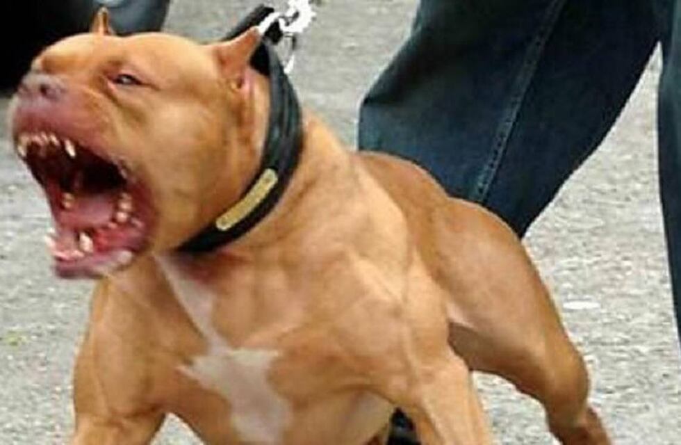 Corrientes: el dueño del pitbull que mató a una nena de 10 años será acusado por “homicidio culposo”