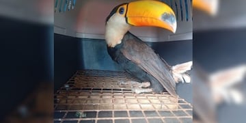 Rescataron a un tucán herido en una aldea guaraní de San Vicente.