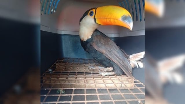 Rescataron a un tucán herido en una aldea guaraní de San Vicente.