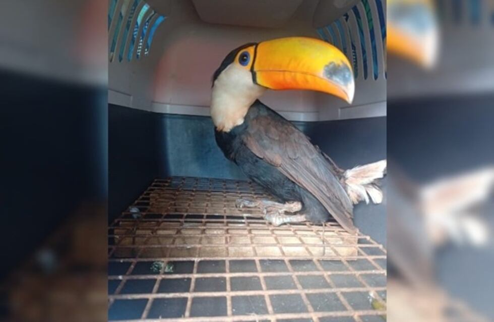 Rescataron a un tucán herido en una aldea guaraní de San Vicente