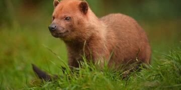 Lograron divisar un zorro pitoco en Posadas.