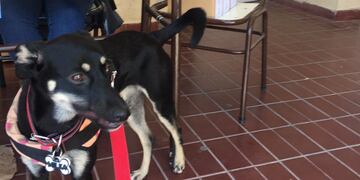 Milka acompañó a votar a sus humanos en una escuela de la Ciudad de Mendoza.