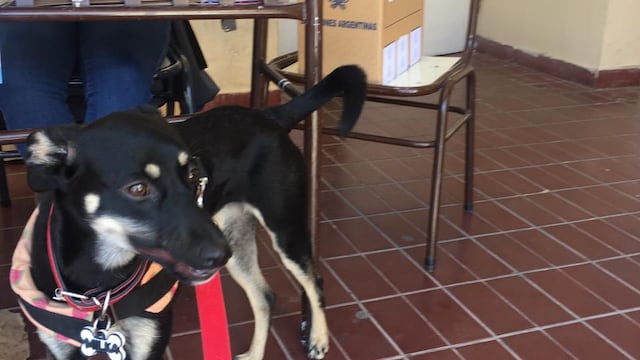 Milka acompañó a votar a sus humanos en una escuela de la Ciudad de Mendoza.