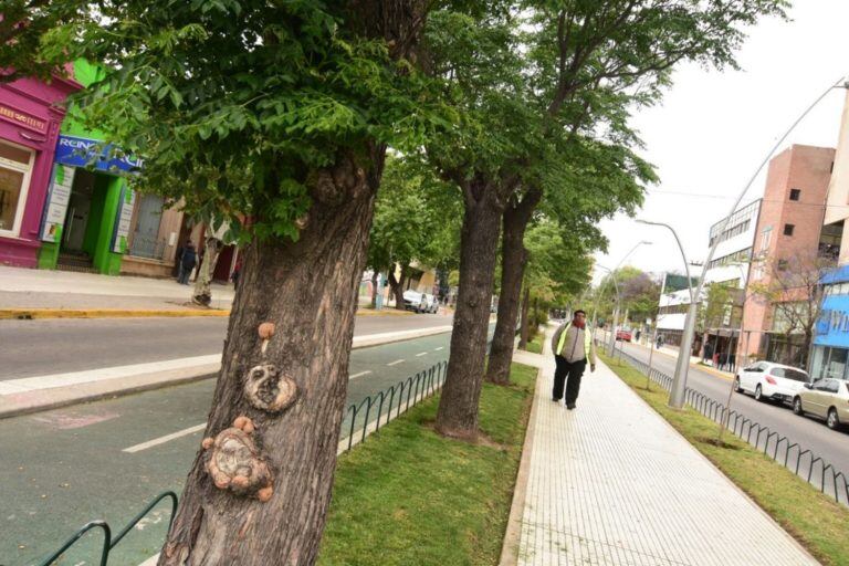 Árboles "paraísos" en San Luis. Foto: El Diario de la República.