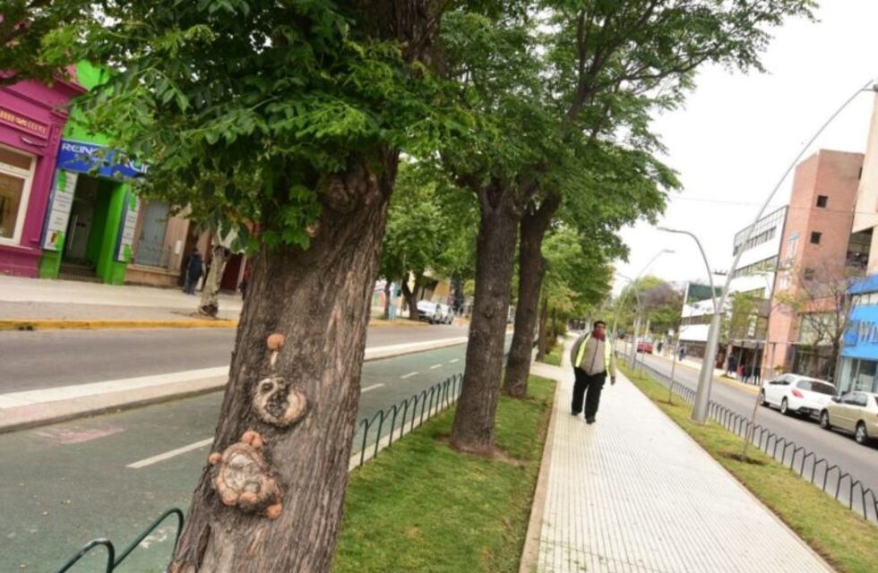 Advirtieron que en un año, la capital puntana se quedará sin paraísos