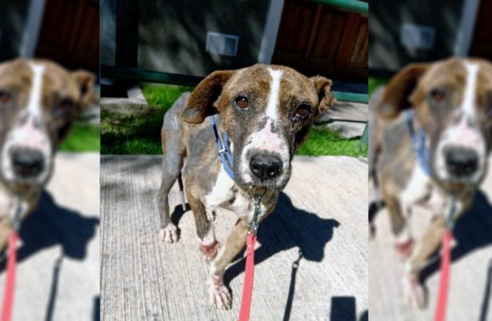 Sultán se salvó de milagro y hoy busca un hogar en Salta