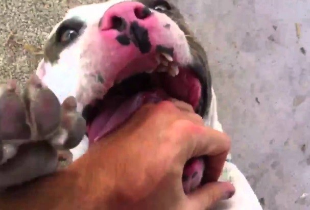 María Aurora Calvo (82), fue atacada por un pitbull que le amputó el brazo derecho\u002E