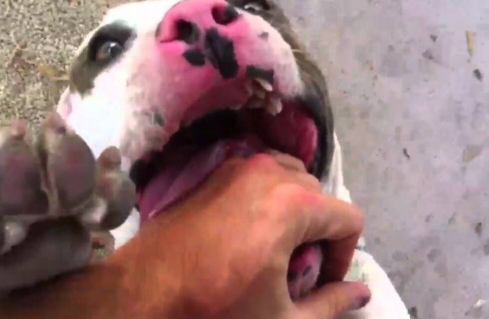 La mujer de 82 a la que un pitbull le arrancó el brazo tuvo que recibir asistencia psicológica