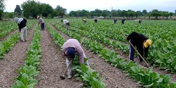 Productores tabacaleros