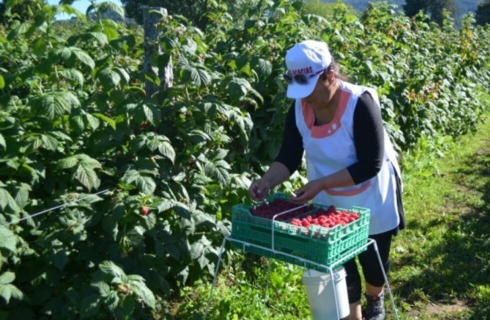La Uatre acordó un aumento del 42 % para cosecheros de la fruta del valle rionegrino