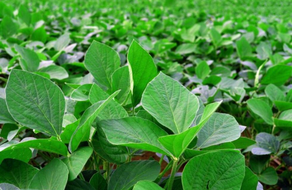 INTA Marcos Juárez invita a la jornada a campo de soja