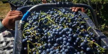 En Argentina existen 223.585 hectu00e1reas con viu00f1edos. Mendoza concentra 158.498 hectu00e1reas.