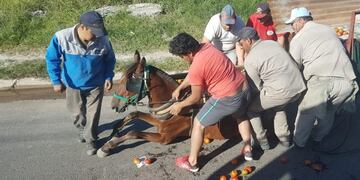 Duro cuestionamiento a las medidas destinadas a la eliminación de la tracción a sangre\u002E (Web)\u002E