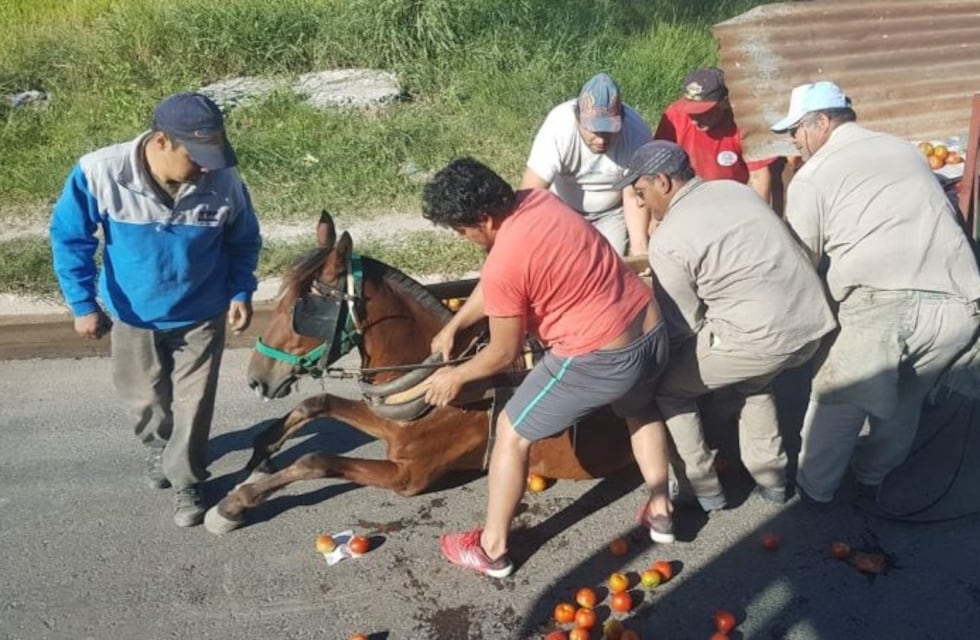 Duro cuestionamiento a las medidas destinadas a la eliminación de la tracción a sangre