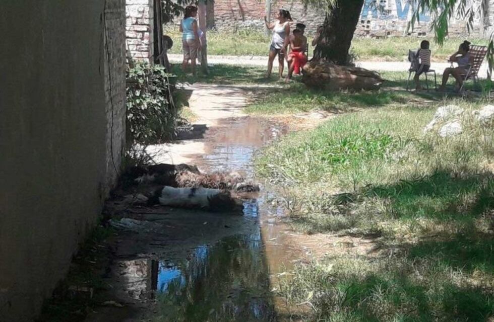 Alerta por el hallazgo de tres perros electrocutados por un cable del alumbrado público cortado