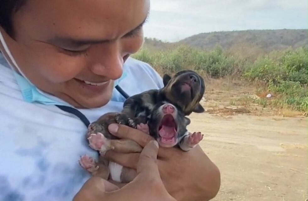Rescató con los pies a ocho cachorritos recién nacidos que estaban enterrados